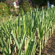 Лук-порей: выращивание и уход Посадка лука порея в грунт семенами