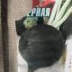 Čierna reďkovka: kedy zasadiť, ako pestovať a starať sa