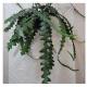 Ripsalis - skogsepfytisk kaktus Epifytiska kaktusar