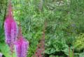 Astilba: odrody a druhy na fotografii s menami, rôzne poddimenzované a vysoké odrody, od fialového dažďa po kučeravý trpaslík Astilba japonská biela