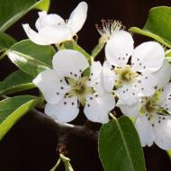 ثمر الورد - نبات العسل، شجيرات الغابة - نباتات العسل المريمية - سالفيا فيرتيسيلاتا إل