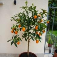 Kumquat: ประโยชน์และอันตรายต่อสุขภาพ