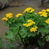 Marsh Marigold: varietetet e bimëve, përshkrimi dhe përdorimi i tij
