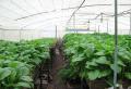 Hur man odlar aubergine i ett växthus