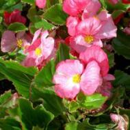 Begonia ever-blooming - features and photos
