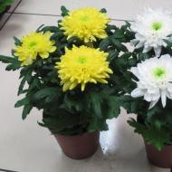 Why don't chrysanthemums bloom in the garden?
