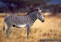 35 intressanta och överraskande fakta om zebror