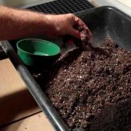 Kõrvitsa seemikute istutamine: millal istutada ja kuidas kodus kasvatada Kasvav kõrvits Siberis avatud