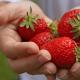 Hur man gödslar jordgubbar på vår, sommar och höst