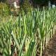 Leeks: cultivation and care Planting leeks in the ground with seeds