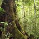 Pădurile mixte temperate și starea lor ecologică Utilizarea terenurilor în zona temperată