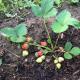 Utiliser de l'urée pour fertiliser les fraises Arroser les fraises avec de l'urée