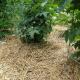 Technologie zum Anbau von Gurken im Mulch