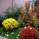 Krysantemum i trädgården: orsaker till problem med blomning Varför krysantemum inte blommar på gatan