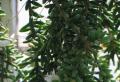 Växande epifytiska eller skogskaktusar