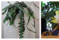 Ripsalis - lesní epifytický kaktus Epifytické kaktusy