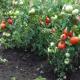 زراعة شتلات الطماطم في المنزل: من البذور إلى النبات البالغ توقيت شتلات الطماطم في المنزل