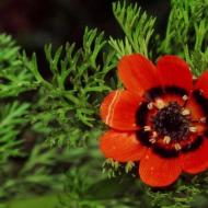 адоніс (горицвіт) посадка та догляд розмноження лікувальні властивості Адоніс садовий