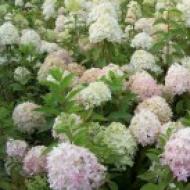 Paniculate and tree hydrangeas: varieties, photos and descriptions