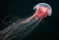 Chlpatá cyanea Medúza cyanea dokáže rýchlo plávať pod vodou