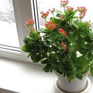 Care and pruning of Kalanchoe - how to do it and what is necessary for flowering?