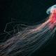 Cyanea velue La méduse cyanea peut nager rapidement sous l'eau