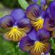Pansies: planting and care Small flowers similar to pansies