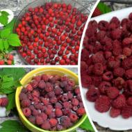 How to dry raspberries at home in a dryer, oven and microwave How to dry raspberries