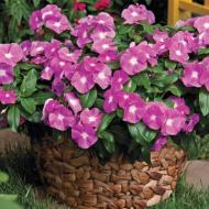 Growing catharanthus from seeds at home Growing catharanthus at home