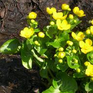 Bataklık kadife çiçeği: bitkinin tanımı ve özellikleri