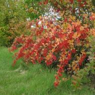 Decorative barberry - planting and care on your site