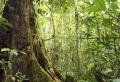 Blandade tempererade skogar och deras ekologiska status Markanvändning i den tempererade zonen