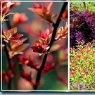 Korrekt plantering och vård av japansk spirea, beskrivning av sorter
