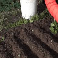 Výsadba cibule pred zimou: najlepšie odrody, podmienky pestovania a starostlivosť