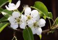 ثمر الورد - نبتة العسل ، شجيرات الغابات - نباتات عسل الميرمية - سالفيا فيرتيسيلاتا L.