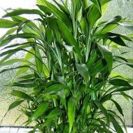 گیاه داخلی بامبو