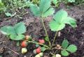 Använda urea för att gödsla jordgubbar Vatna jordgubbar med urea