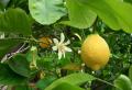 Processen att blomma citron hemma