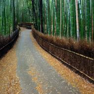 Evde bambu yetiştirmek Bambunun kök sistemi nedir